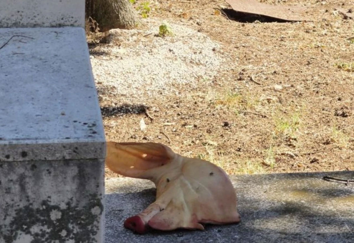 Mostar: U Liska parku ostavljena svinjska glava, Kordić oštro osudio incident